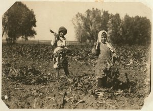 Amelia and Mary Luft, Cutting Sugar Beet on Farm near Sterling, Colorado