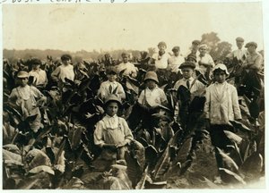 Goodrich Tobacco Farm, near Gildersleeve, Connecticut, 1917