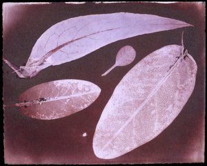 Four leaves by Herschel