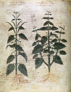 Nettles (Herbals), 6th Century by Unbekannt Unbekannt