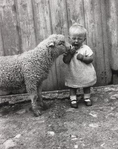 Lamb taking a close interest in a young child