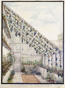 The Two Grape Houses in the Kitchen Garden, Aynhoe by Lili Cartwright
