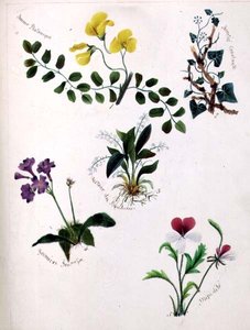 Wild Flowers by Lili Cartwright