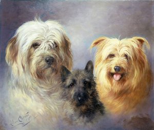 A Tibetan, Cairn and a Silky Terrier