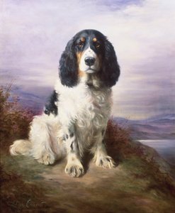 Royal, a Tri-Colour Working Springer Spaniel by Lilian Cheviot