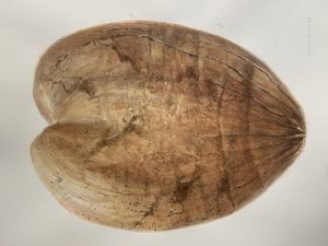 Coconut 1