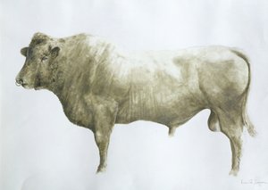 Islay Bull, 2004