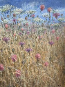 Scabious