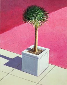 Small palm by Lincoln Seligman