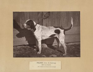 Pilot, Saintonge Dog, Virelade Pack, A.M. Joseph de Carayon Latour by Leon Cremiere