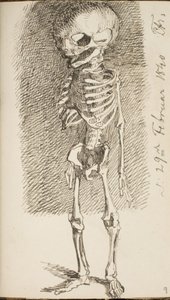 Sketch of a Standing Skeleton by Lorenz Frølich
