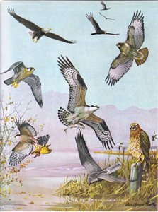 Bald Eagle, Turtle Vulture, Eastern Red Tailed Hawk, Duck Hawk, American Osprey, Marsh Hawk by Louis Agassiz Fuertes