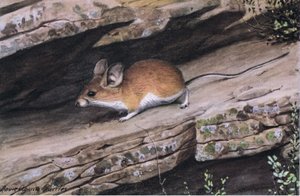 Big Eared Pinion Mouse Represents the White Footed Clan in the Rugged Canyons of the South West by Louis Agassiz Fuertes