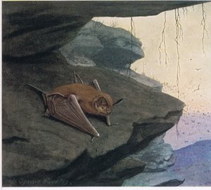 Free Tailed Bat