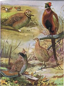 Heath Hen, Ring Necked Pheasant, Eastern Ruffed Grouse by Louis Agassiz Fuertes