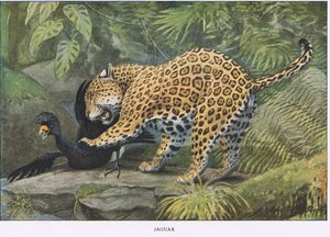 Jaguar by Louis Agassiz Fuertes