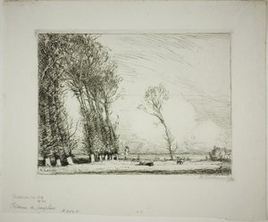 Screen of Poplars