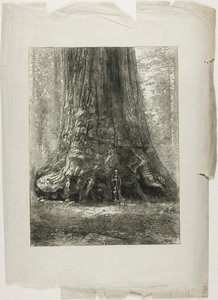 Twisted Trees by Louis Auguste Lepère