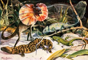 A group of lizards