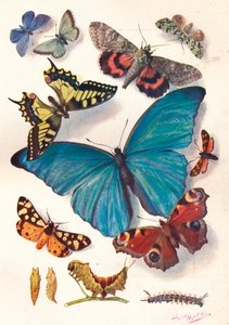 Example of Colour Block Illustration for Scientific Work, c.1903