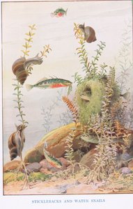 Sticklebacks and Water Snails, illustration from 