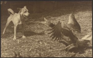 Angry Bird and Dog by Louis Fleckenstein