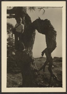 Bobby on Knot of Pine Tree by Louis Fleckenstein