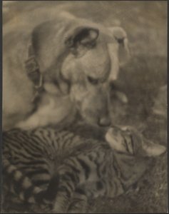 Cat and Dog by Louis Fleckenstein