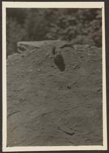Chipmunk on Trail by Louis Fleckenstein