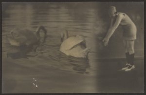 Composite of Swans and Diver