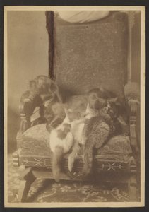 Cuddling Cats and Dog by Louis Fleckenstein