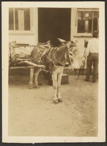 Donkey and Cart