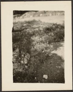 Duck in Landscape by Louis Fleckenstein