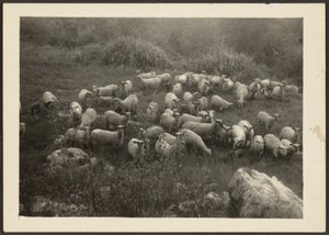 Flock of Sheep by Louis Fleckenstein