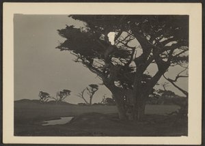 Landscape by Louis Fleckenstein