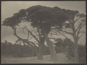 Landscape with Cypress Trees by Louis Fleckenstein