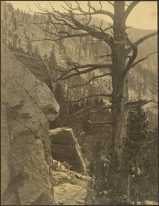Landscape with Dead Tree