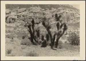 Landscape with Joshua Trees by Louis Fleckenstein