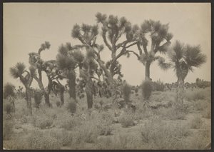 Landscape with Joshua Trees by Louis Fleckenstein