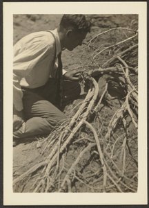 Man with Roots