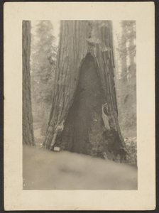 Massive Tree by Louis Fleckenstein
