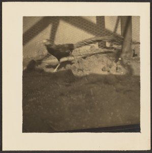 Pheasant in Cage by Louis Fleckenstein