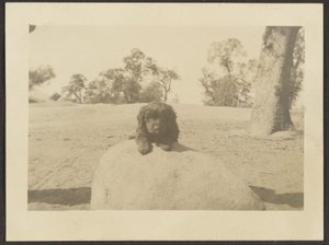Puppy on Rock by Louis Fleckenstein