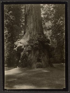 [Redwood, Big Basin] by Louis Fleckenstein