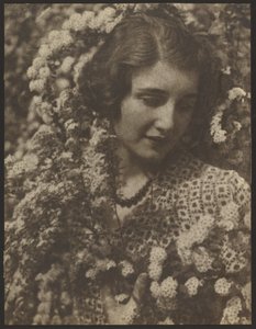 Spirea by Louis Fleckenstein