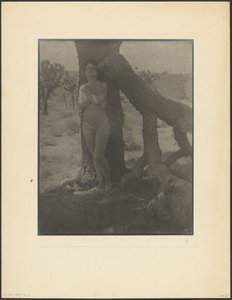 Spirit of the Joshua by Louis Fleckenstein