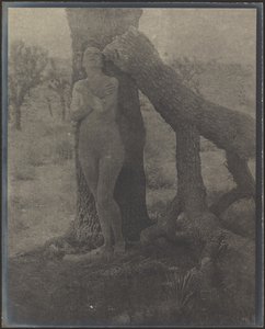 Spirit of the Joshua by Louis Fleckenstein