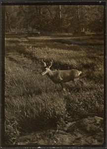 Stag by Louis Fleckenstein