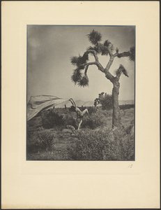 The Desert Wind