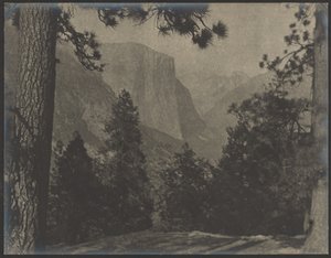 Yosemite, Through the Pines by Louis Fleckenstein